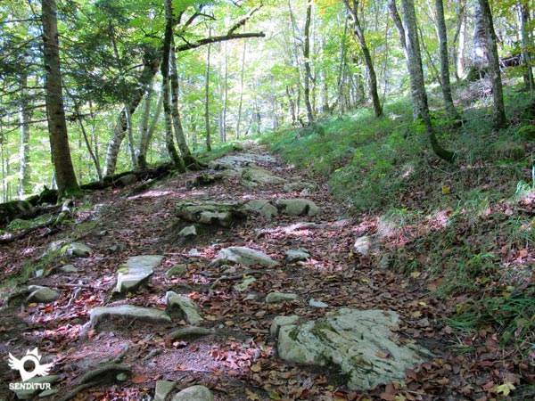 Sendero del Bosque de Zabaleta (Ochagavía-Otsagabia